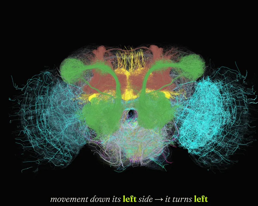 Movement down its left side: it turns left