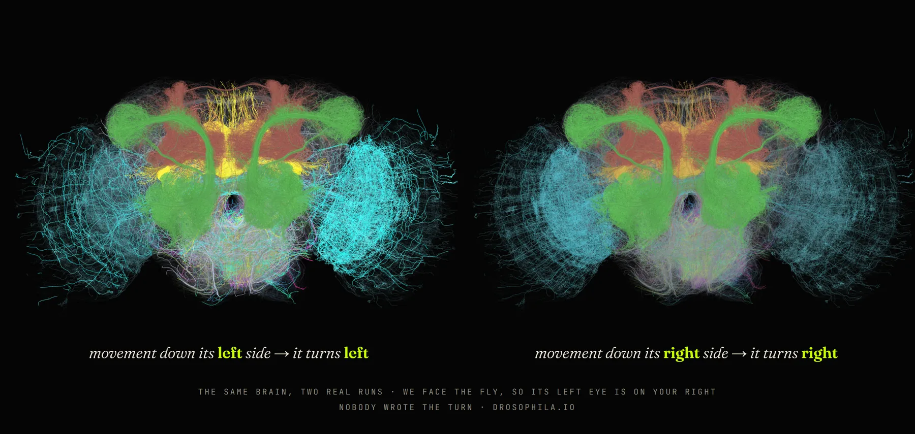 Two real runs of the same brain: movement down its left side makes it turn left, down its right side makes it turn right