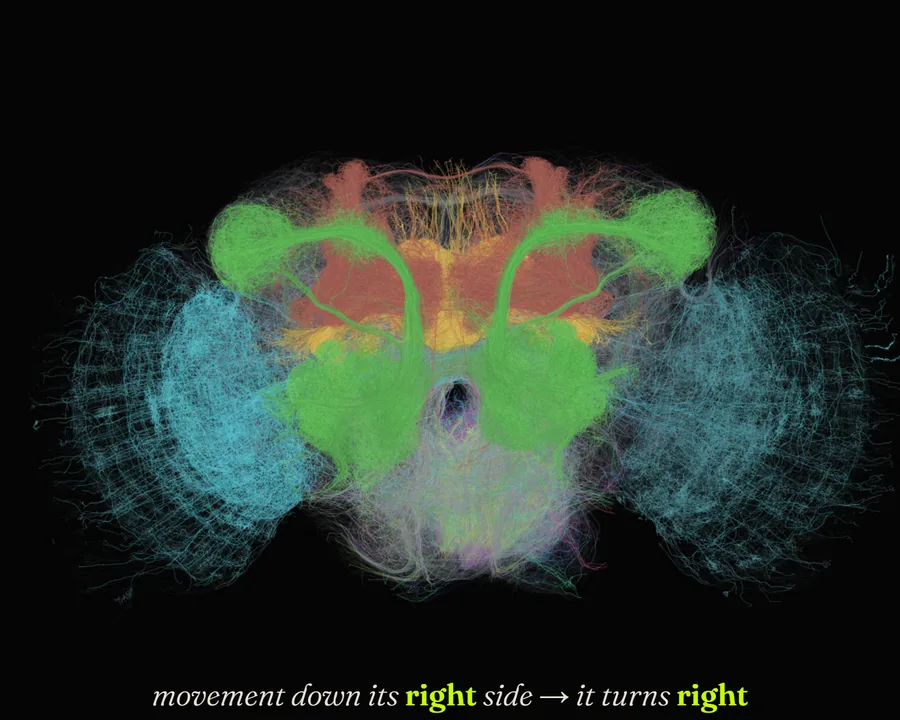 Movement down its right side: it turns right